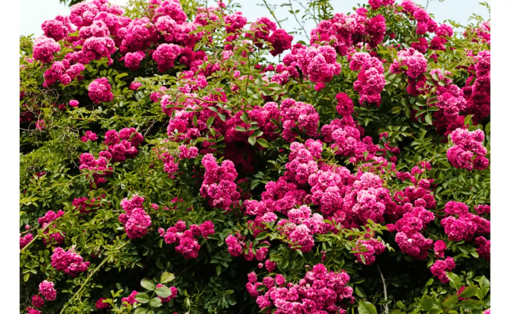 How Long Do Roses Last In The Garden? Garden Motivation