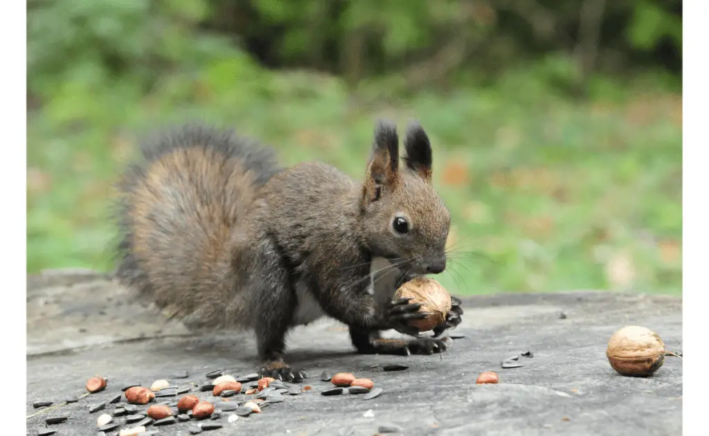 animal in garden