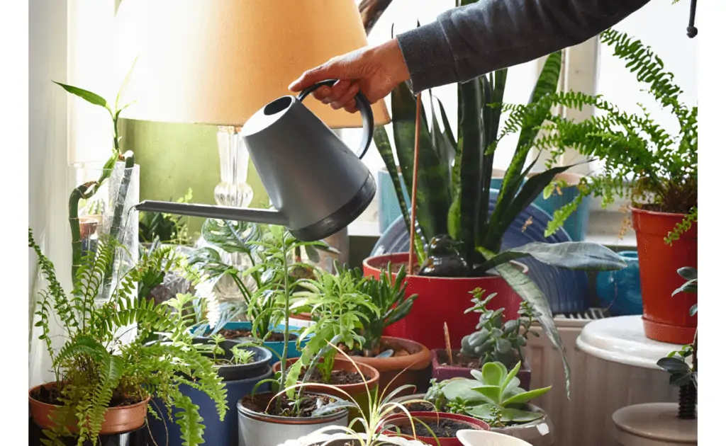 apartment garden