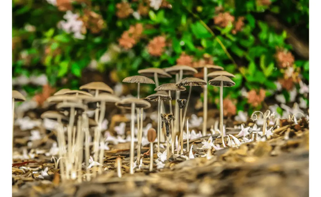 mushrooms growing in garden