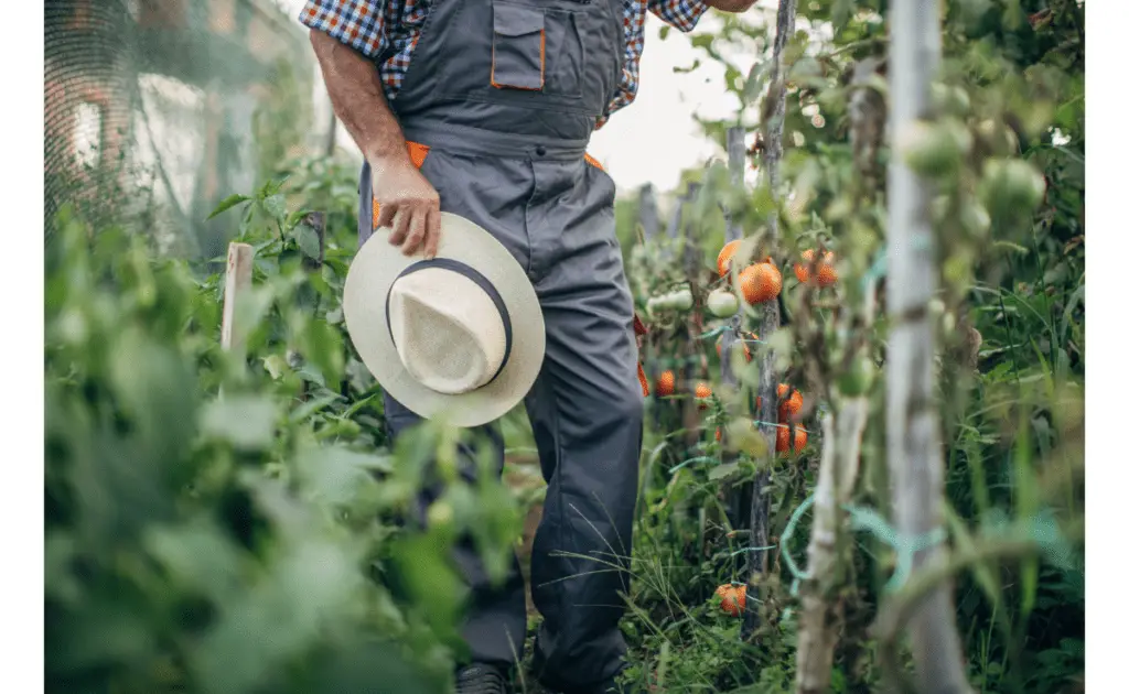 growing tomato