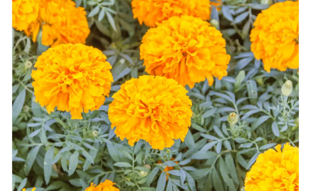 marigold for garden
