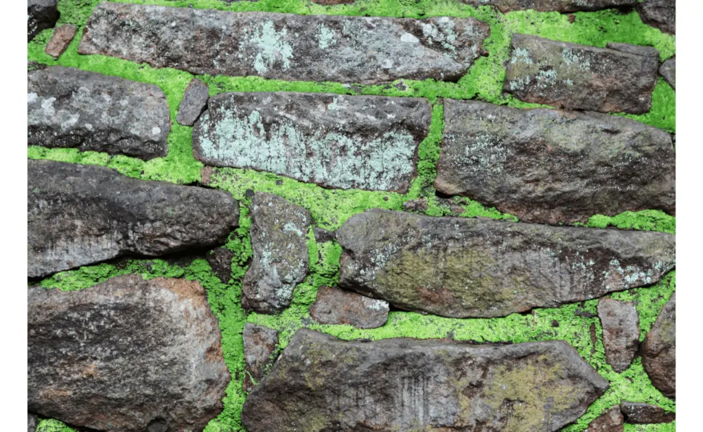 How To Make A Moss Wall Garden Garden Motivation