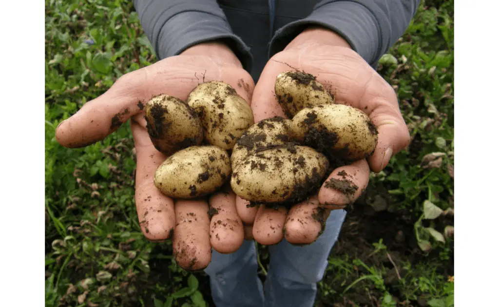 harvested potatoes 