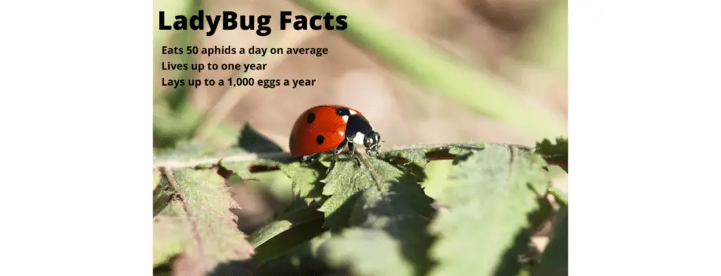 ladybug facts