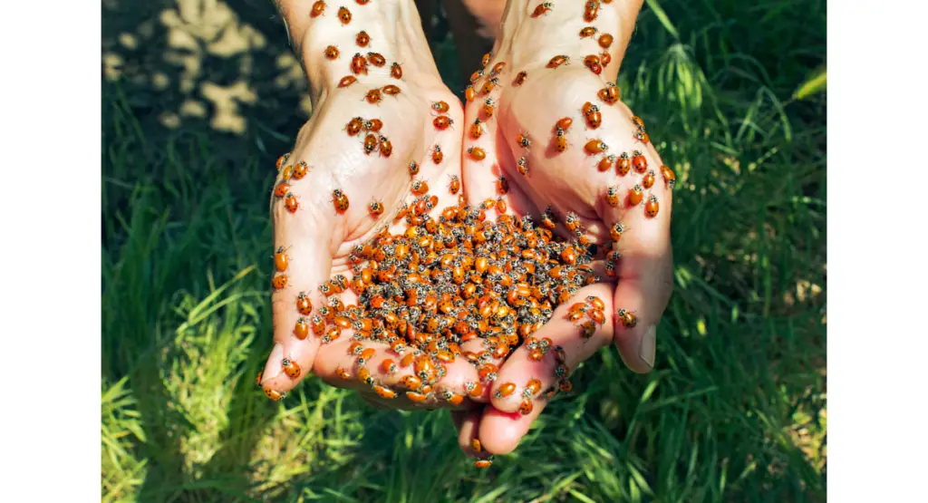releasing ladybugs