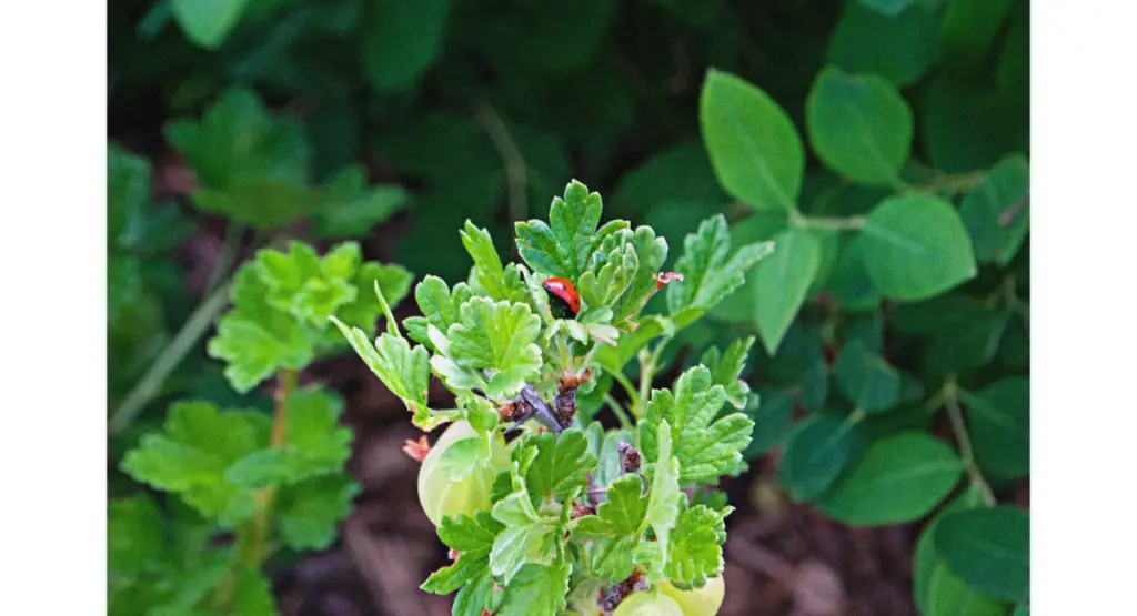 ladybugs in the garden